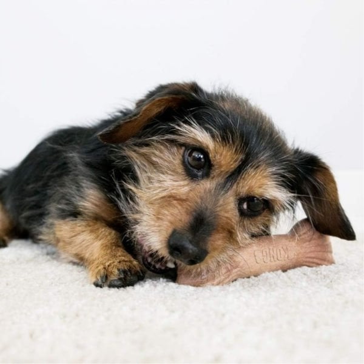 Kong Chewstix Ağaç Dalı Şeklinde Köpek Oyuncağı Large