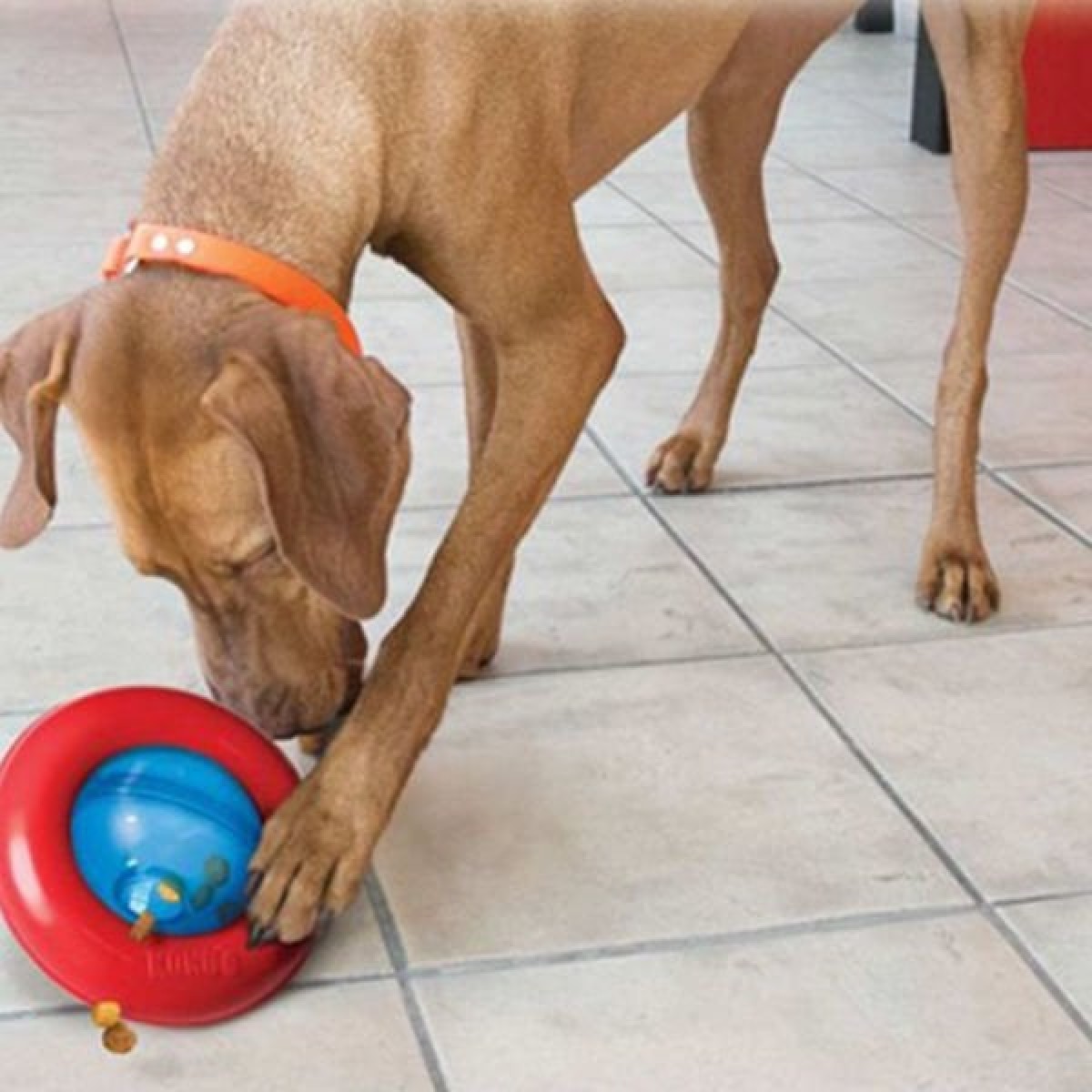 Kong Gyro Ödül Hazneli İnteraktif Köpek Oyuncağı Large 17 Cm